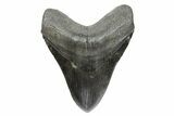 Huge Fossil Megalodon Tooth - South Carolina #353106-1